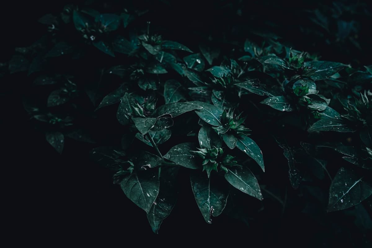 Organic herbs and botanicals